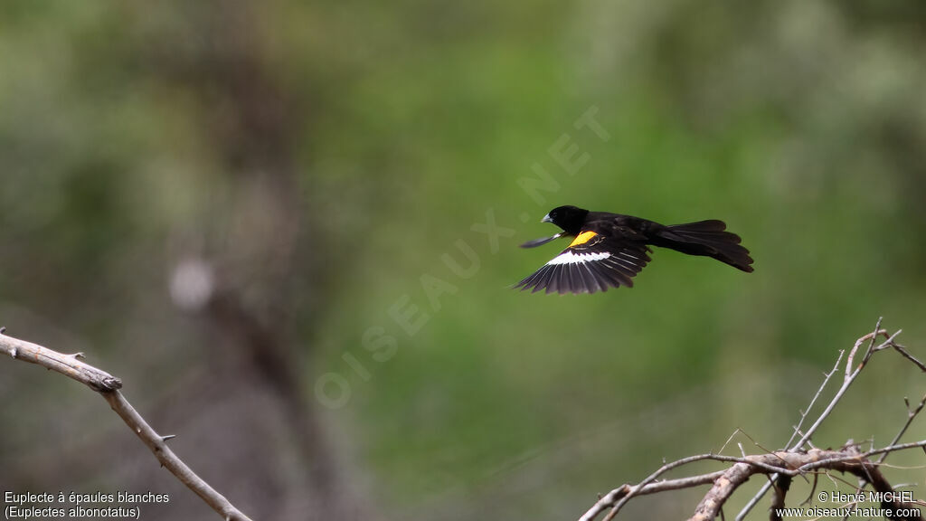 Euplecte à épaules blanches