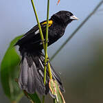 Euplecte à épaules blanches