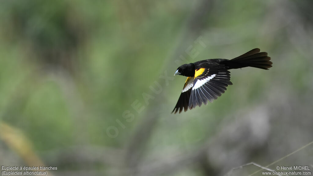 Euplecte à épaules blanches