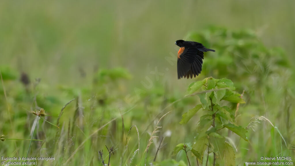 Euplecte à épaules orangées
