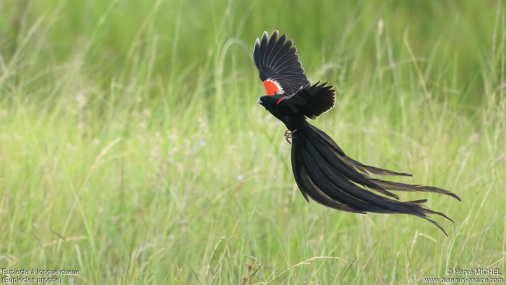 Euplecte à longue queue