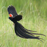 Euplecte à longue queue