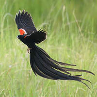 Euplecte à longue queue