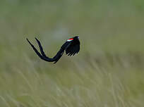 Euplecte à longue queue