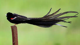 Euplecte à longue queue