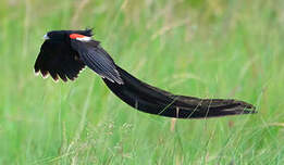 Euplecte à longue queue