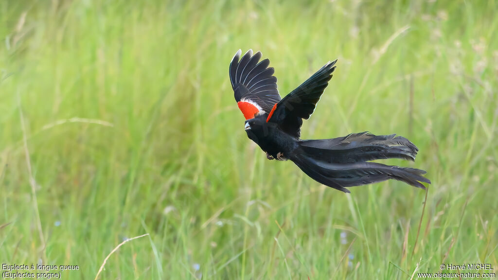 Euplecte à longue queue