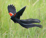 Euplecte à longue queue