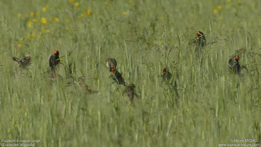 Euplecte à nuque rouge