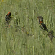 Red-cowled Widowbird