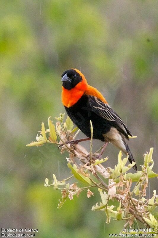 Black Bishop male adult breeding