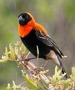 Black Bishop