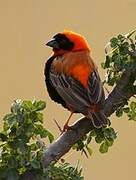 Southern Red Bishop