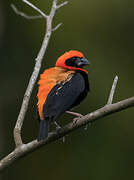 Black-winged Red Bishop