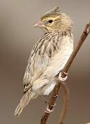 Black-winged Red Bishop