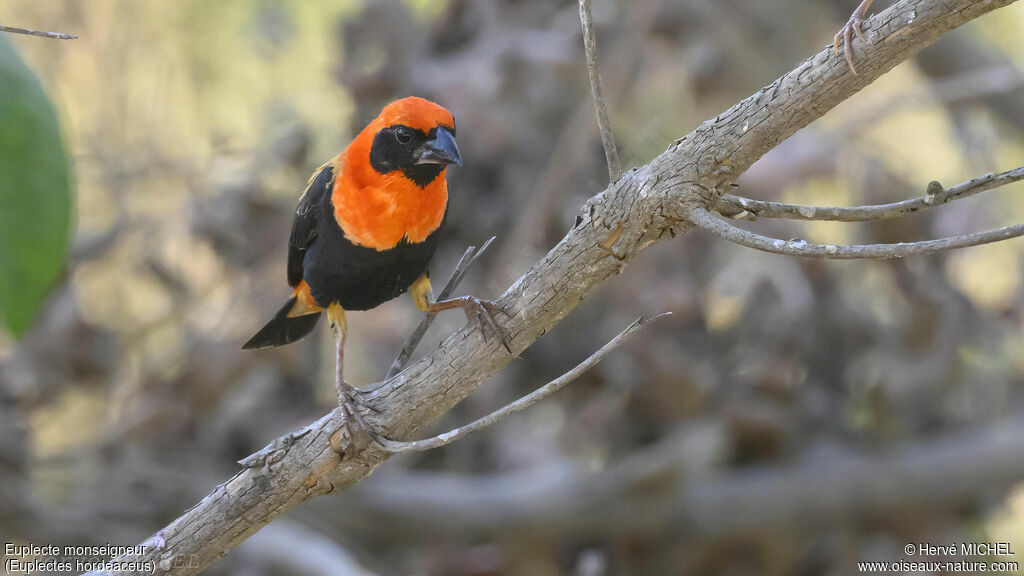 Black-winged Red Bishop male adult breeding