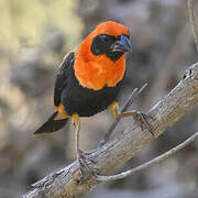 Black-winged Red Bishop