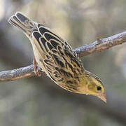 Black-winged Red Bishop