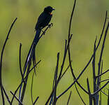 Euplecte veuve-noire