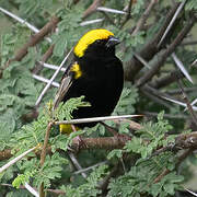 Yellow-crowned Bishop