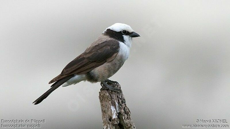 Northern White-crowned Shrikeadult