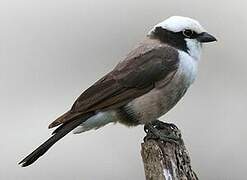 Northern White-crowned Shrike