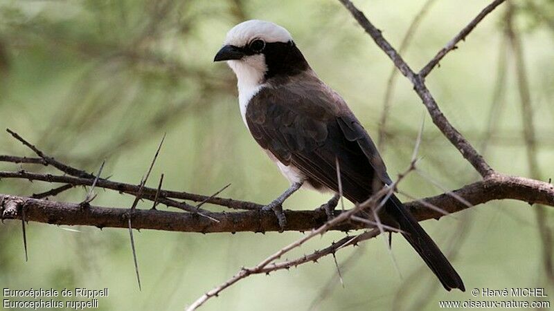 Northern White-crowned Shrikeadult