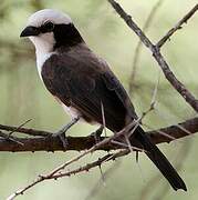 Northern White-crowned Shrike