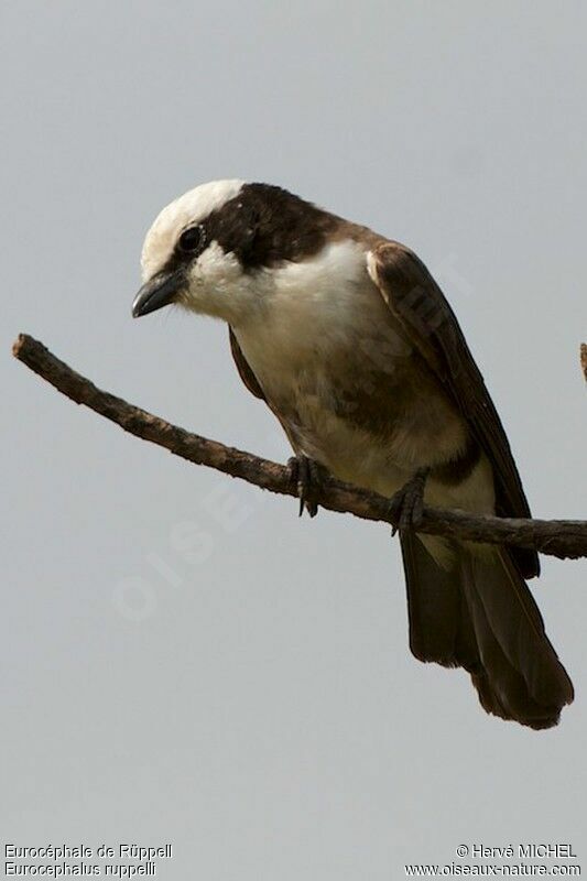 Northern White-crowned Shrikeadult