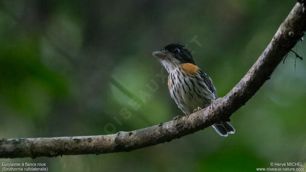 Rufous-sided Broadbill male adult