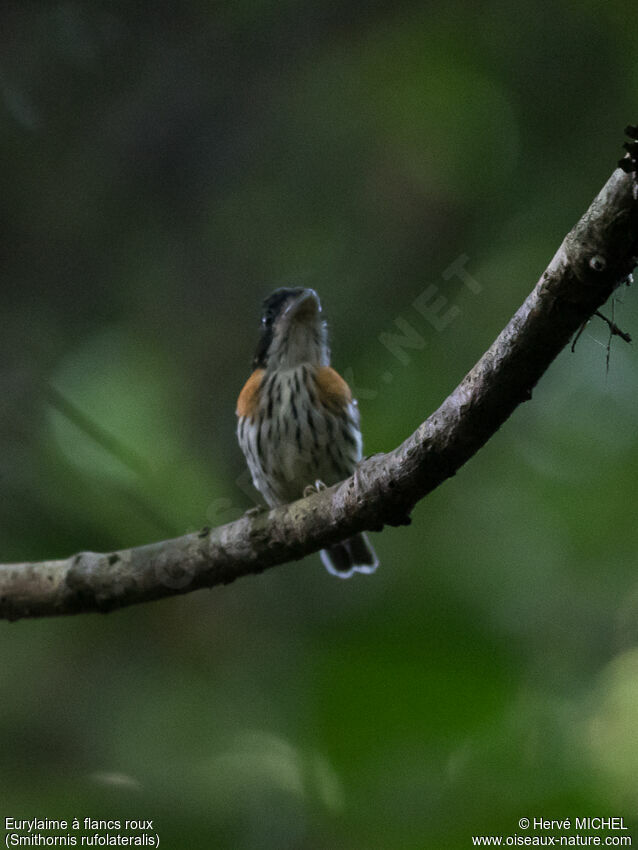 Rufous-sided Broadbill male adult breeding