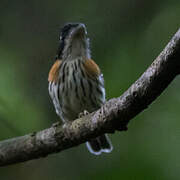 Rufous-sided Broadbill