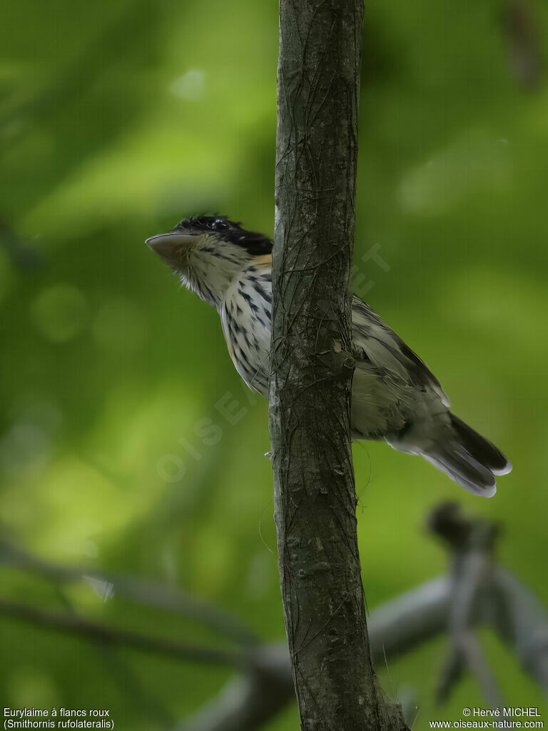 Rufous-sided Broadbill male adult