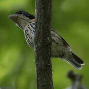 Rufous-sided Broadbill