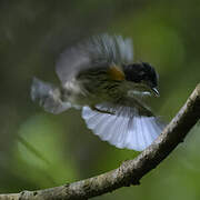 Rufous-sided Broadbill