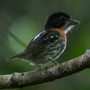 Rufous-sided Broadbill