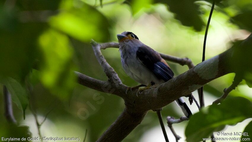 Silver-breasted Broadbill