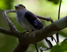 Silver-breasted Broadbill