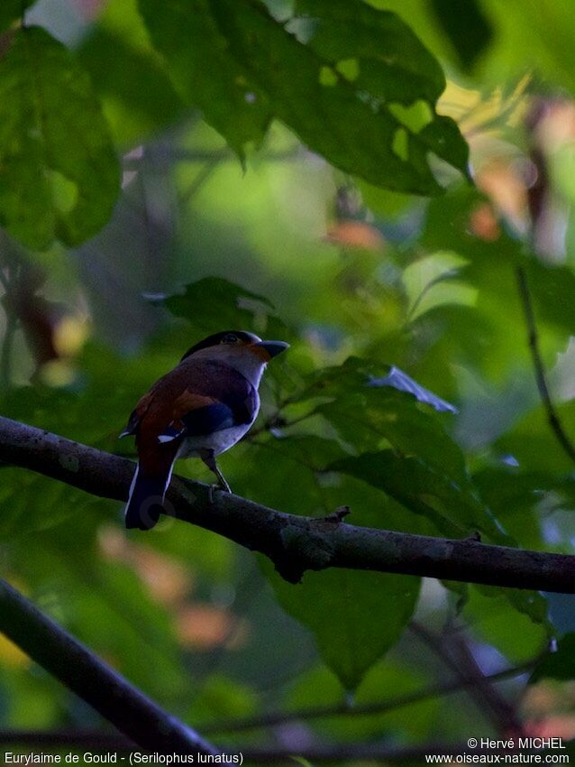 Silver-breasted Broadbill