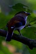 Silver-breasted Broadbill