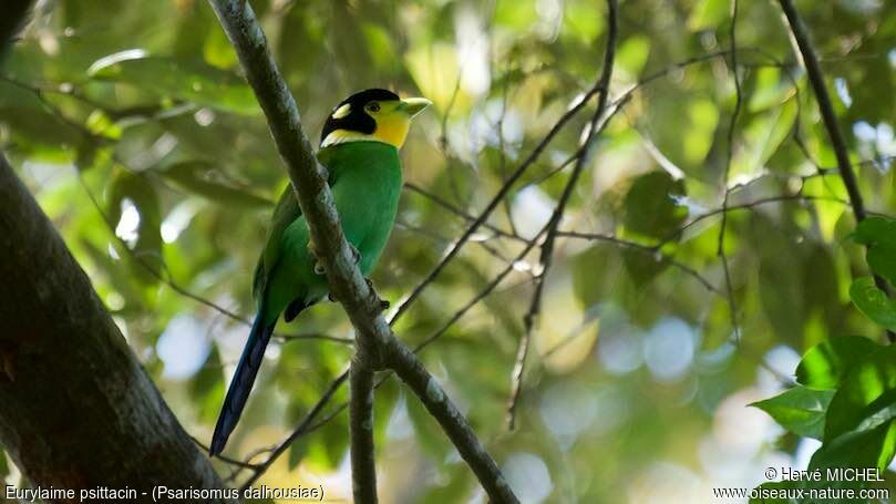 Long-tailed Broadbilladult