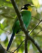 Long-tailed Broadbill