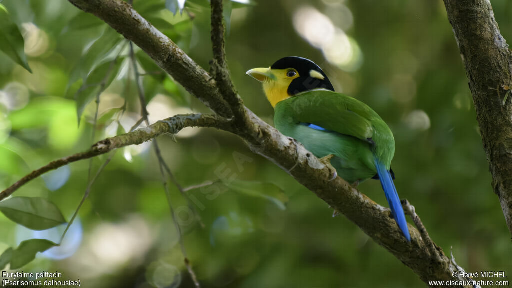 Long-tailed Broadbilladult