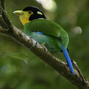 Long-tailed Broadbill