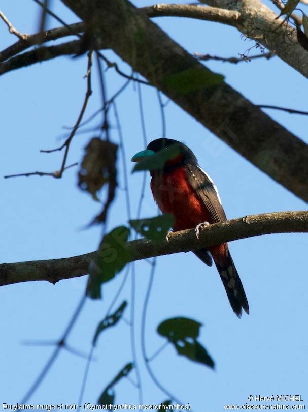 Black-and-red Broadbill