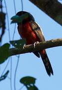 Black-and-red Broadbill