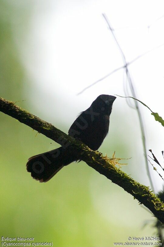 Blue-black Grosbeak male adult