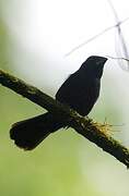 Blue-black Grosbeak