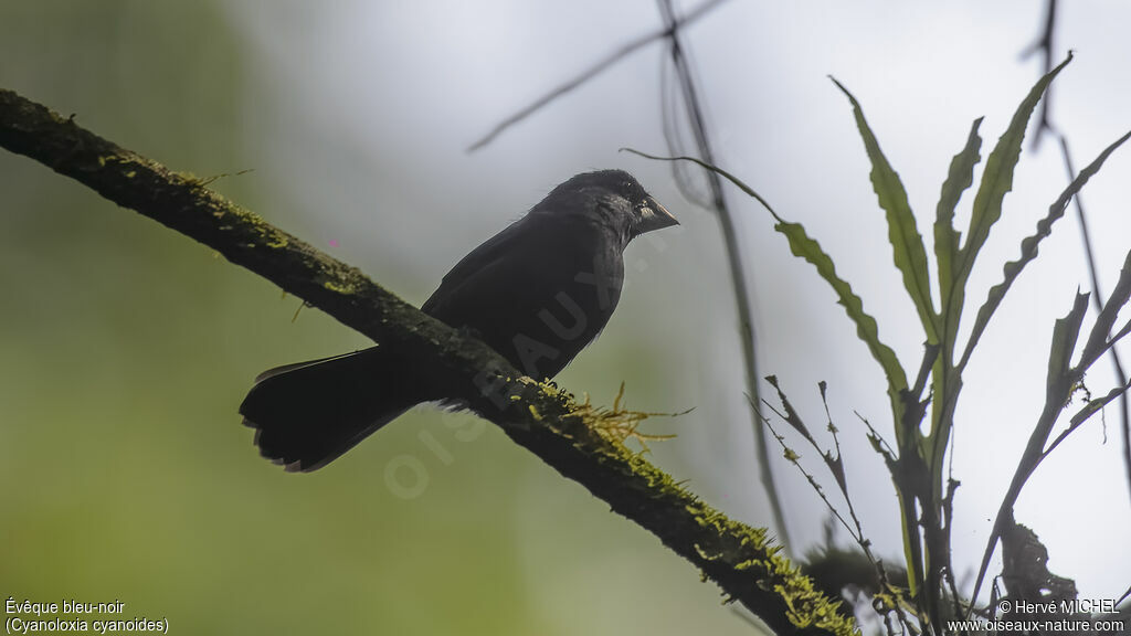 Blue-black Grosbeak