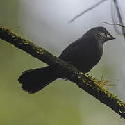 Blue-black Grosbeak